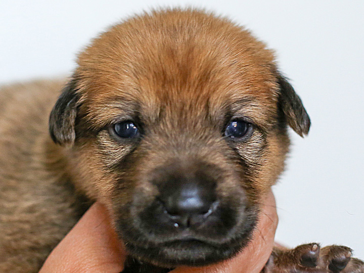 chinook puppy